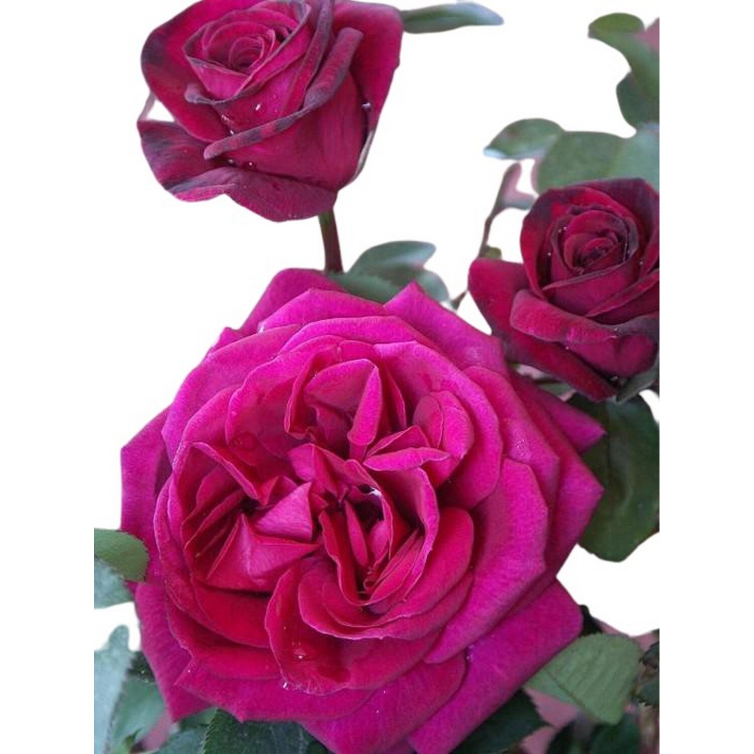 Rose Bush Blackberry Nip 4.7L