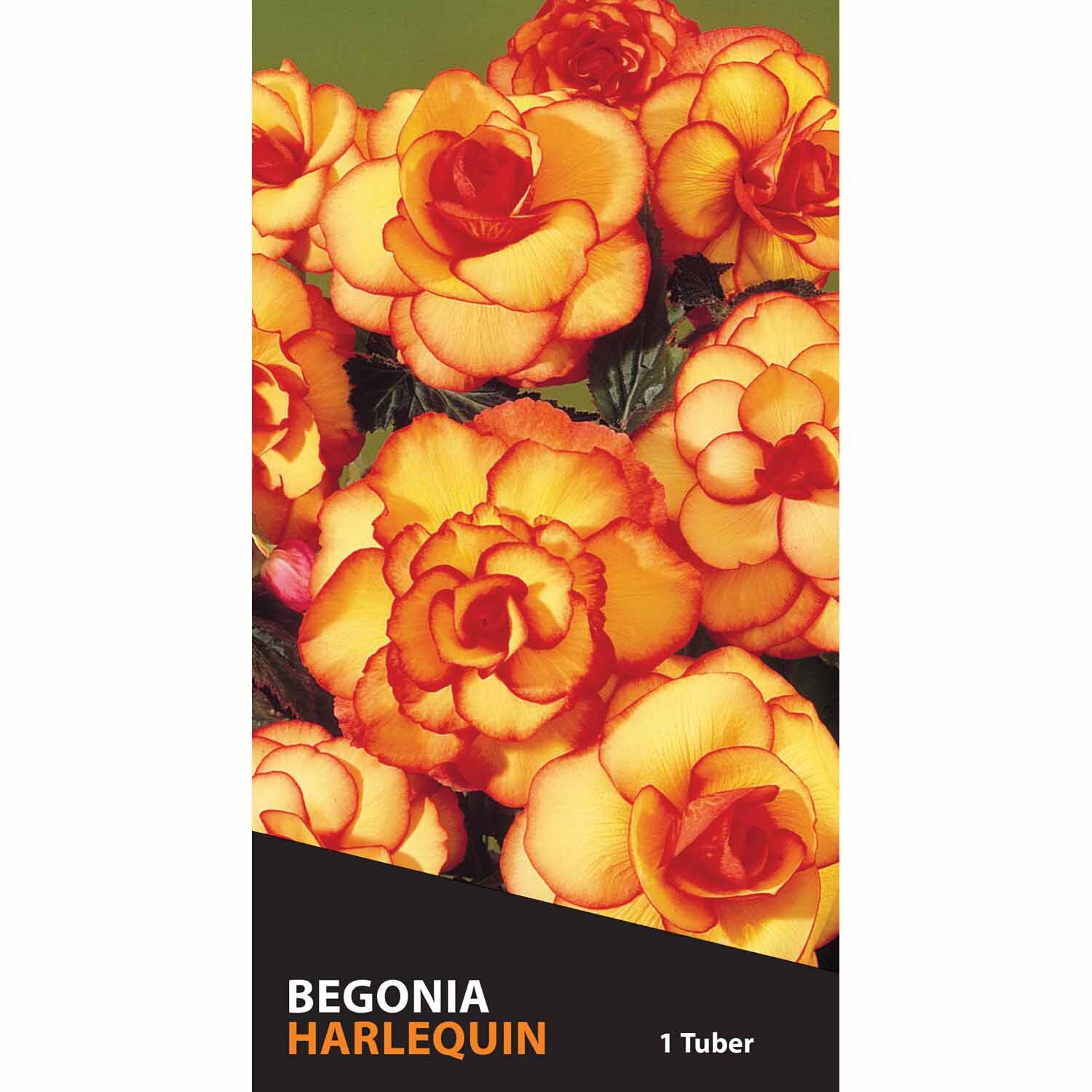 Begonia Picotee 'Harlequin'