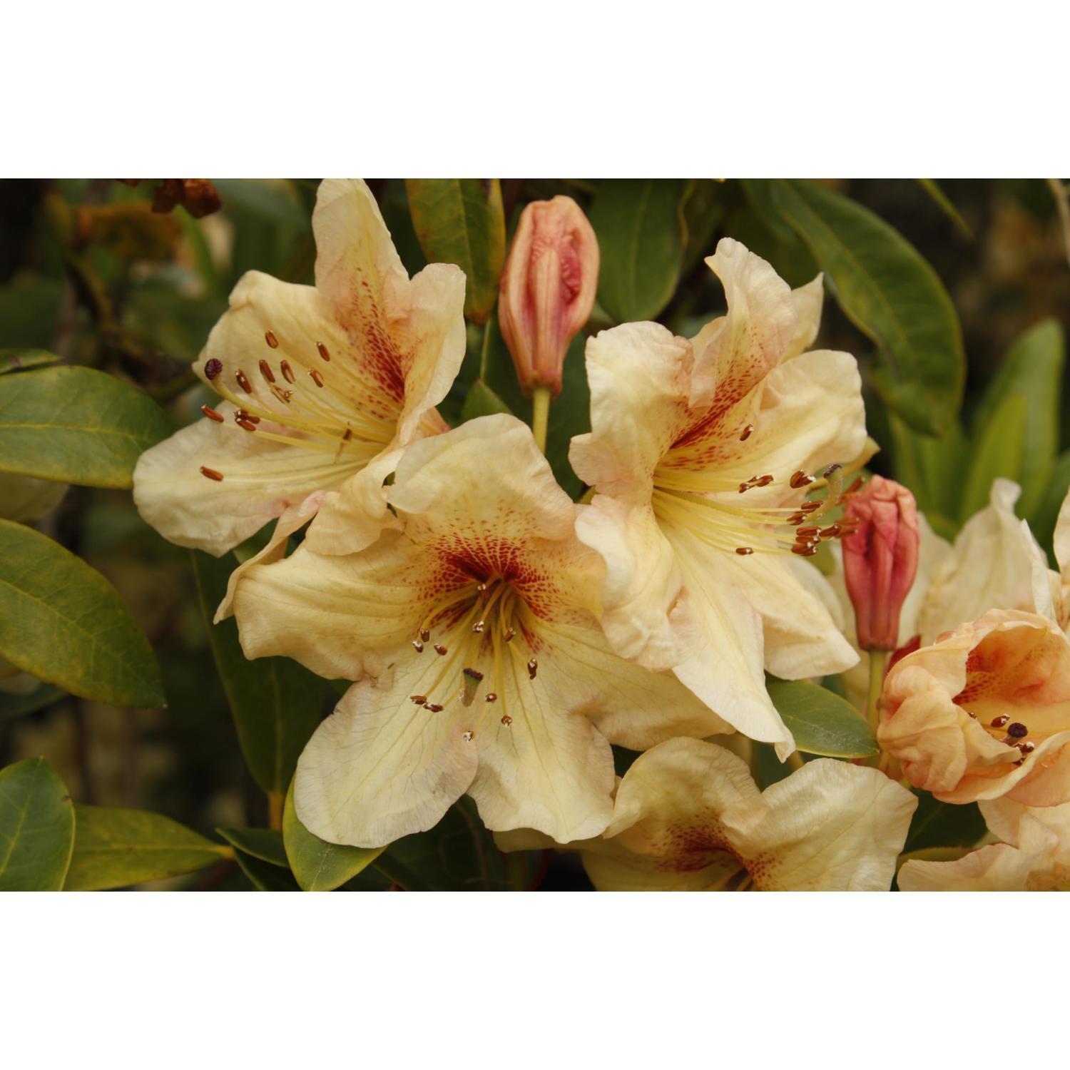 Rhododendron Double Eagle