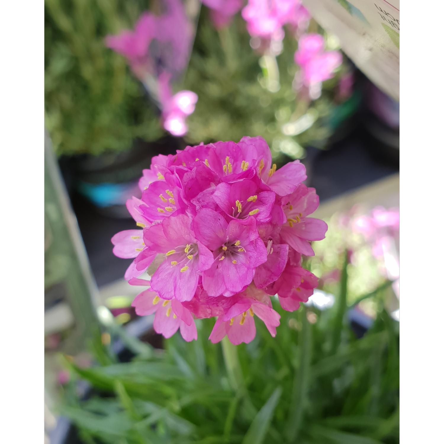 Armeria Lollipop Pink