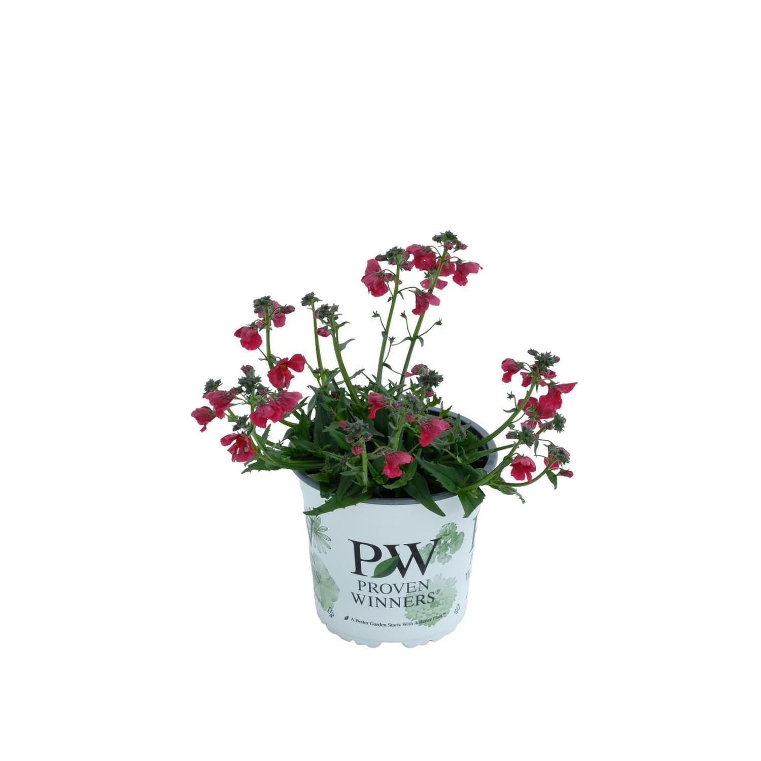 Nemesia Raspberry