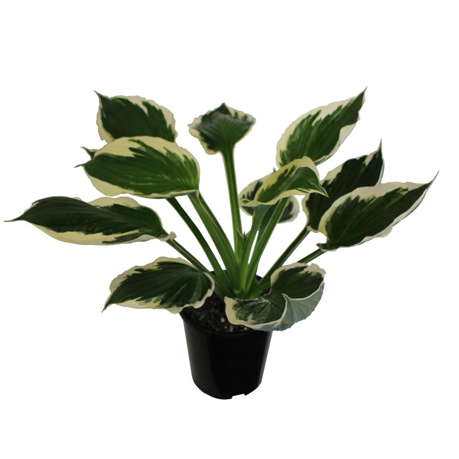 Hosta Patriot