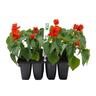 Salvia Red