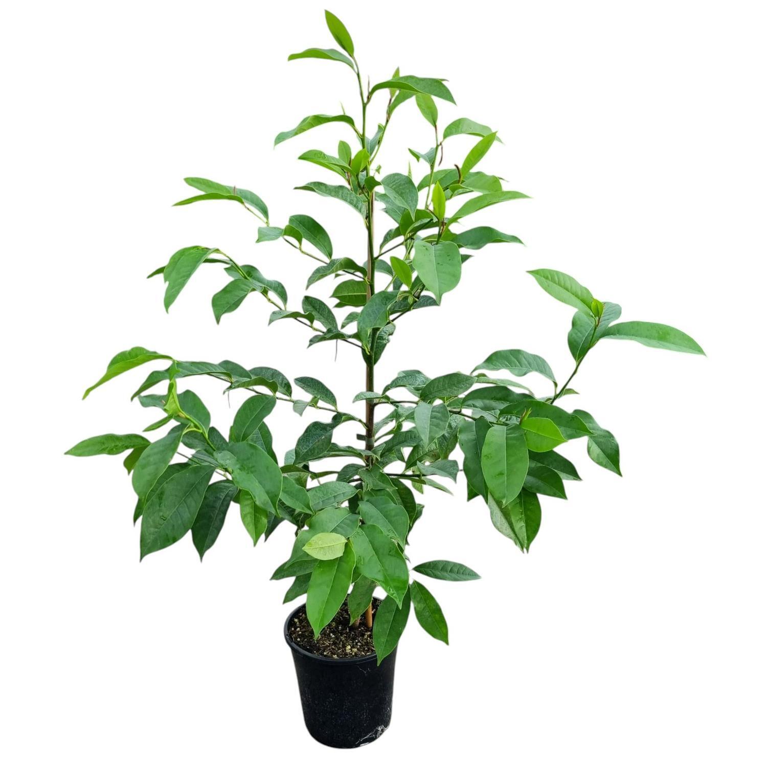 Michelia Foggi Bubbles 4L