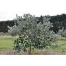 Feijoa Den's Choice