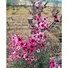 Lepospermum 'Tea Tree' Martinii 25L
