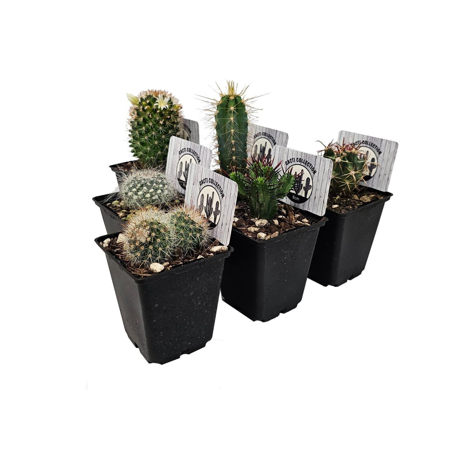 Assorted Cacti Varities