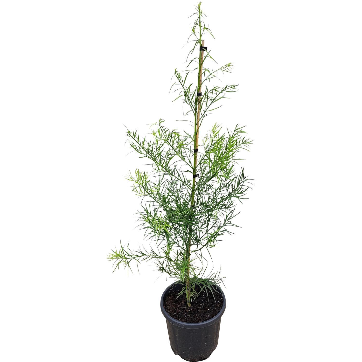 Podocarpus Henkelii