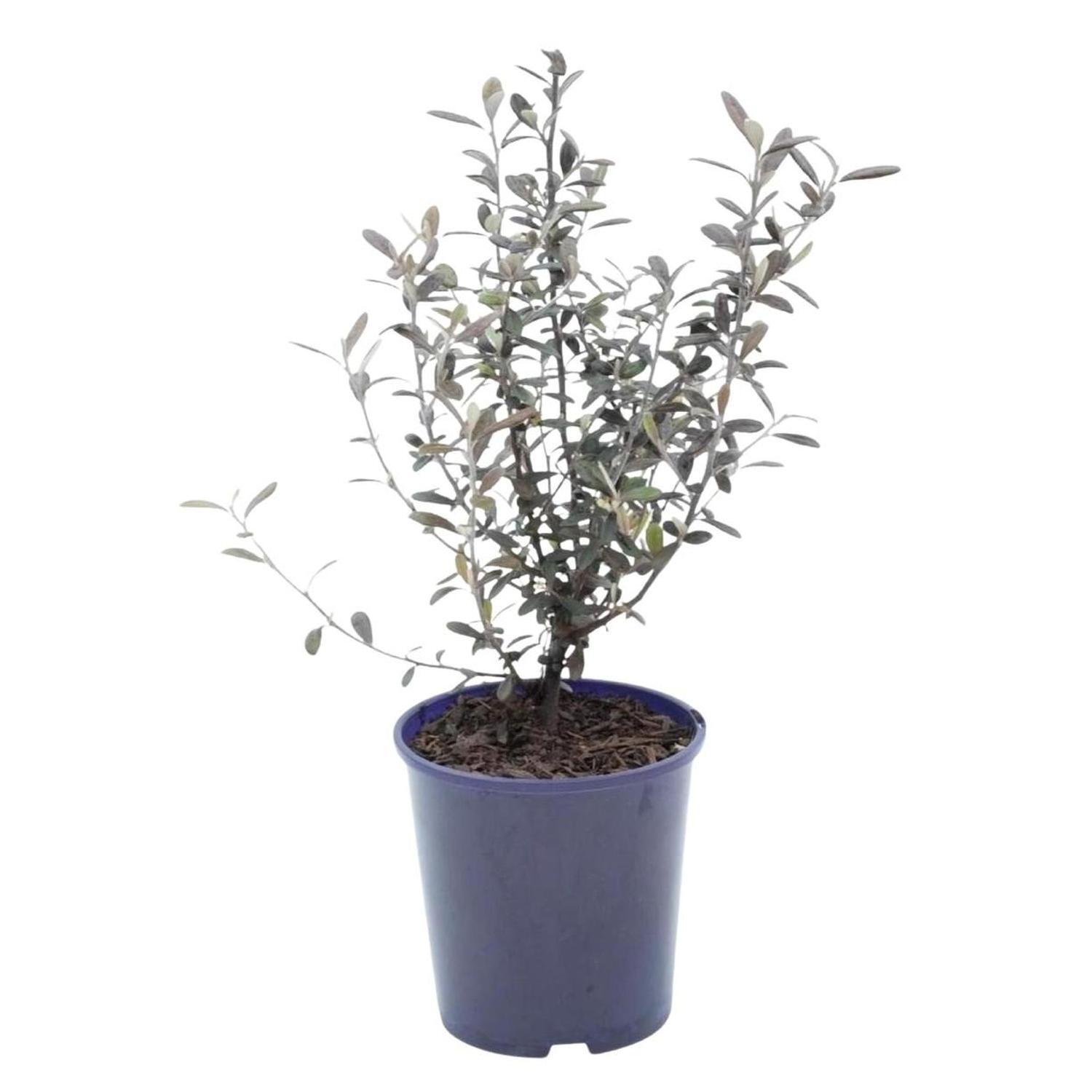 Corokia Frosted Chocolate  1.5L  Brown