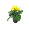 Gerbera
