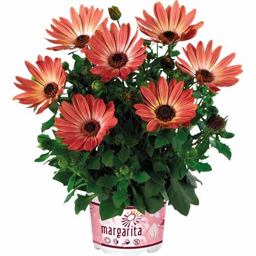 Osteospermum Margarita Bronze Bicolour