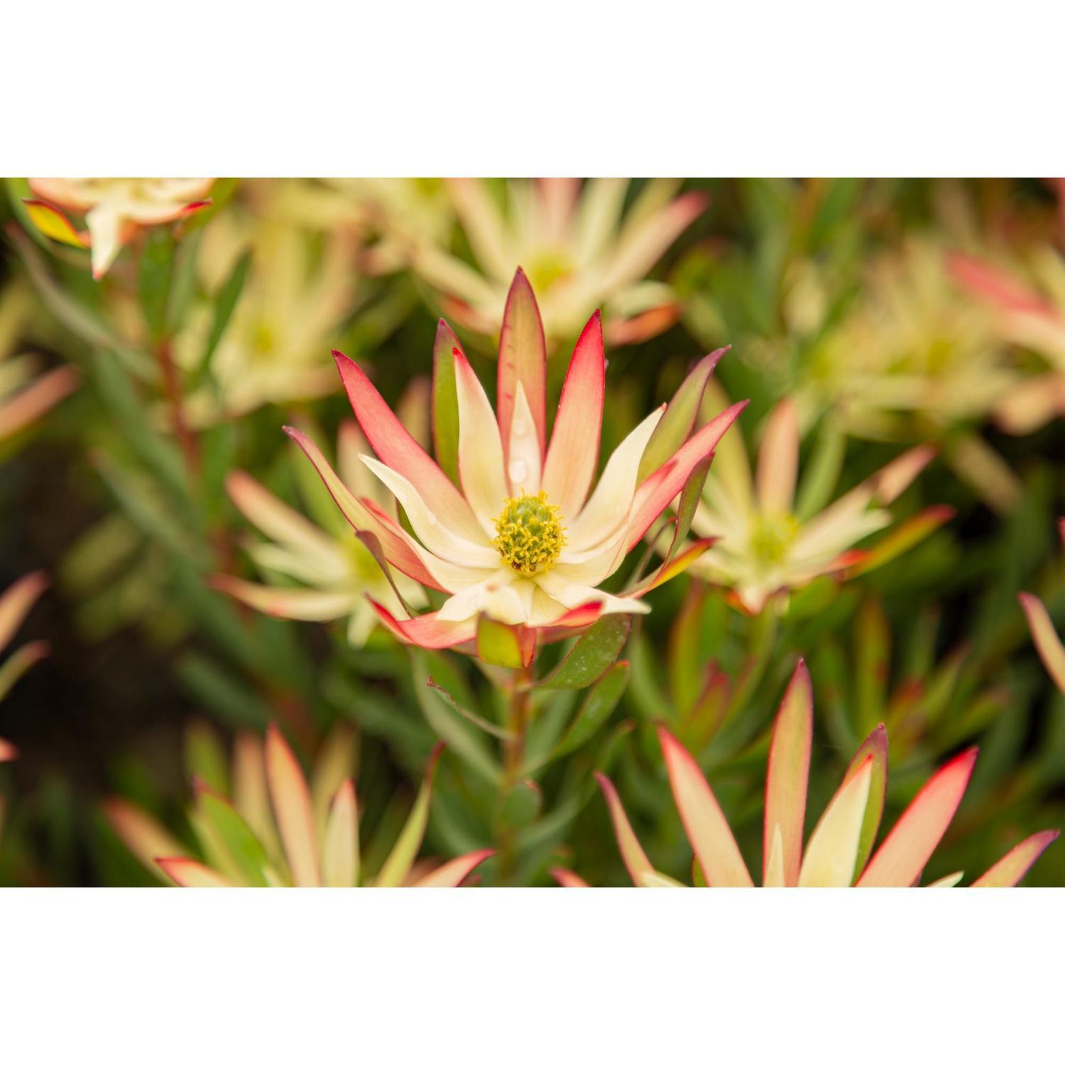 Leucadendron Julie