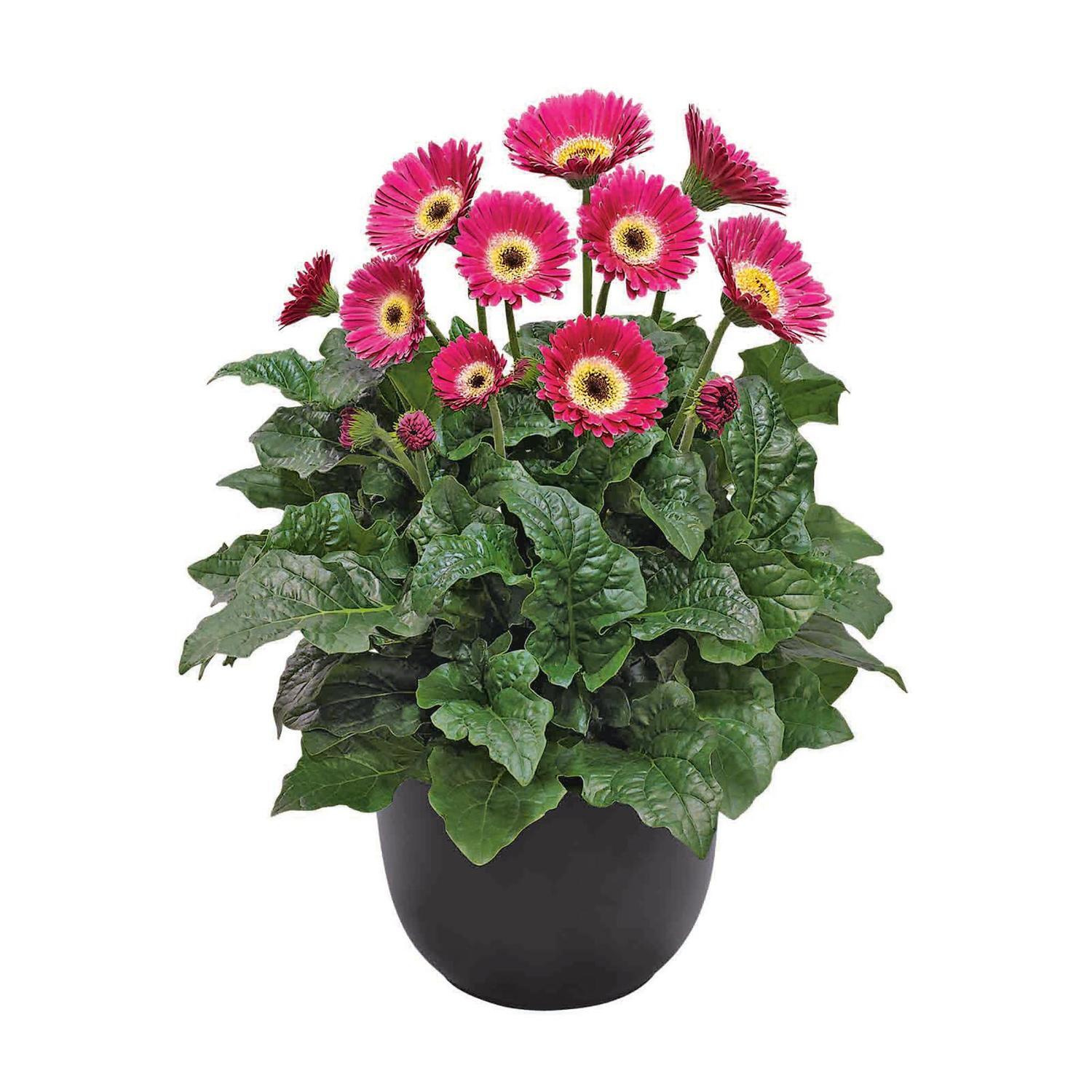 Gerbera Garvinea Sweet Spice