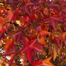 Liquidambar Worplesdon