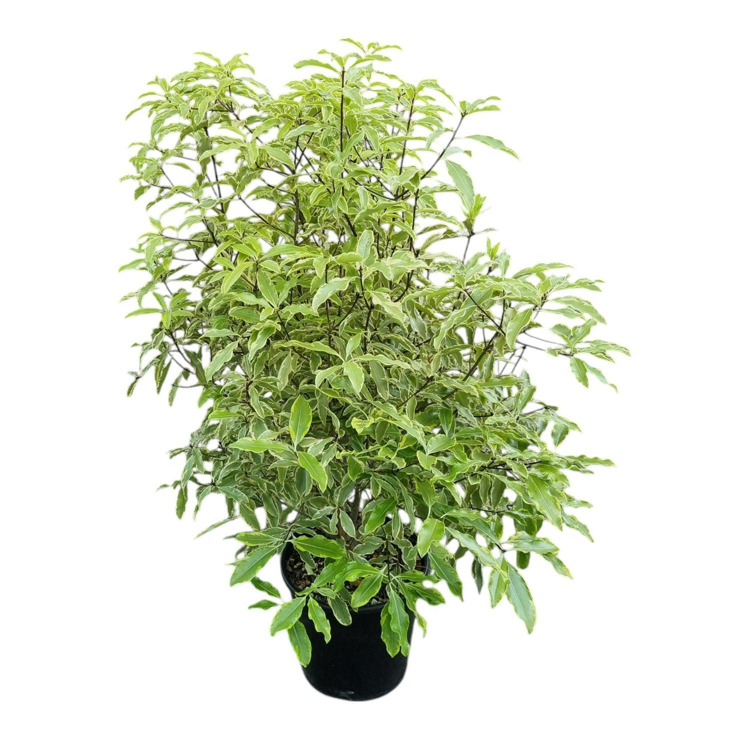 Pittosporum Minima Variegata 'Variegated Lemonwood' 6L