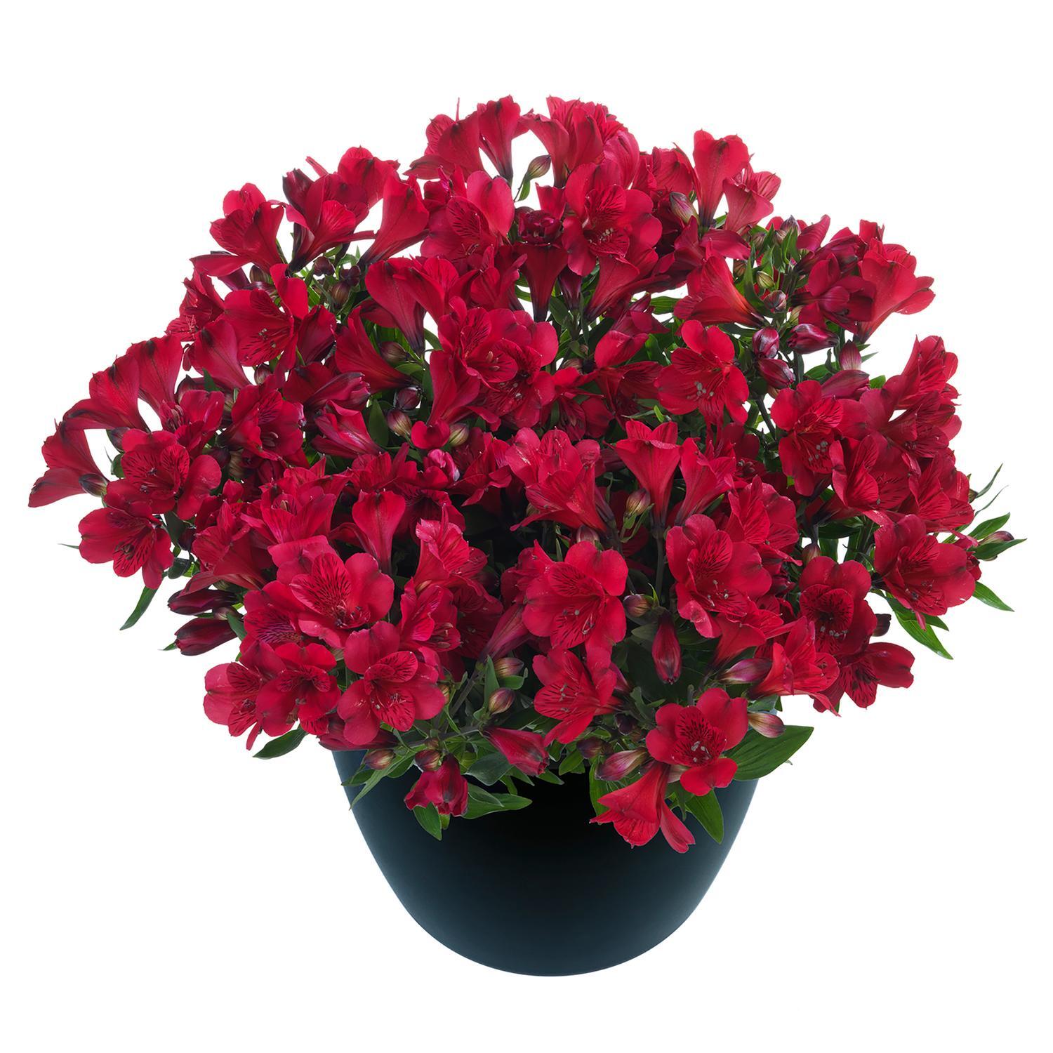 Alstroemeria Valentino