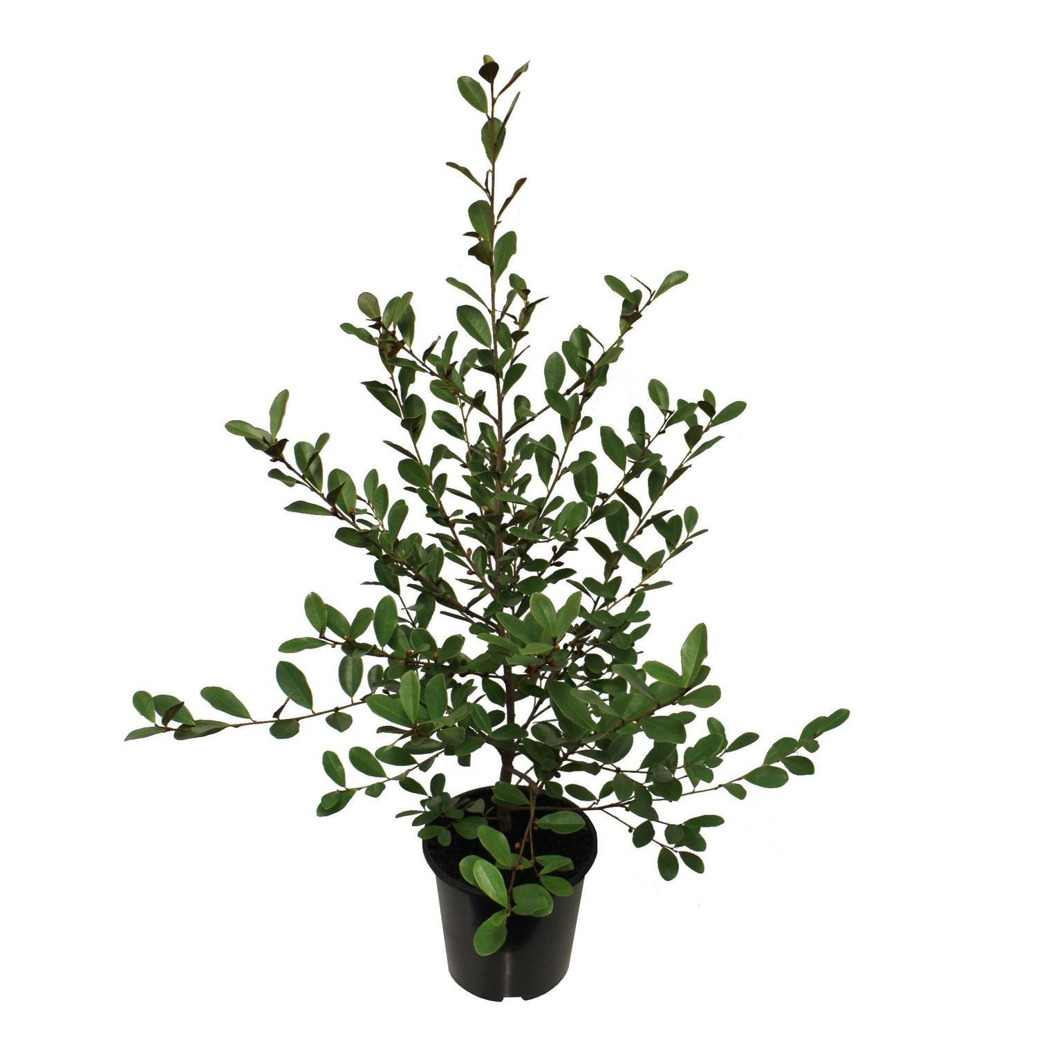 Michelia Honey Velvet