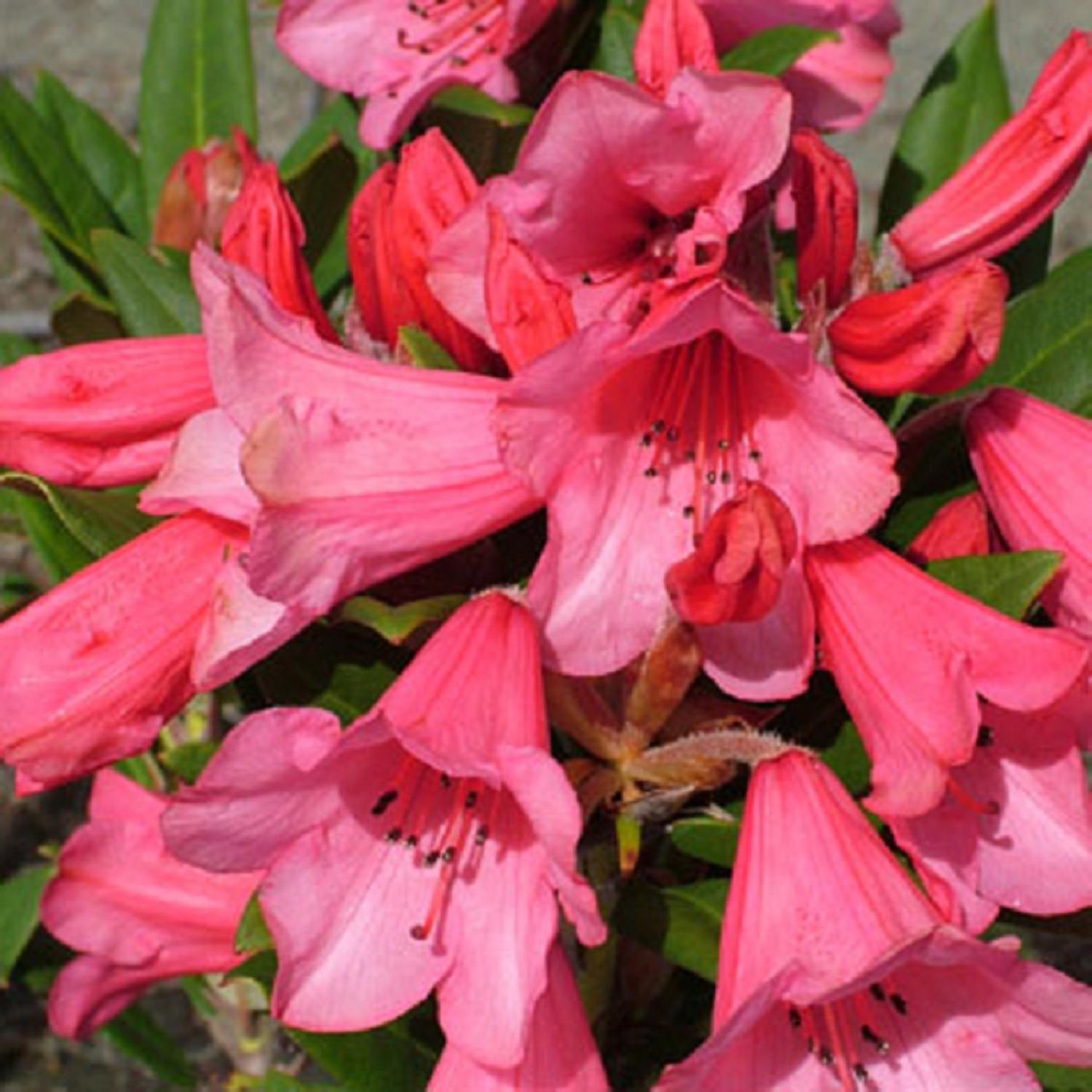 Rhododendron 'Winsome'