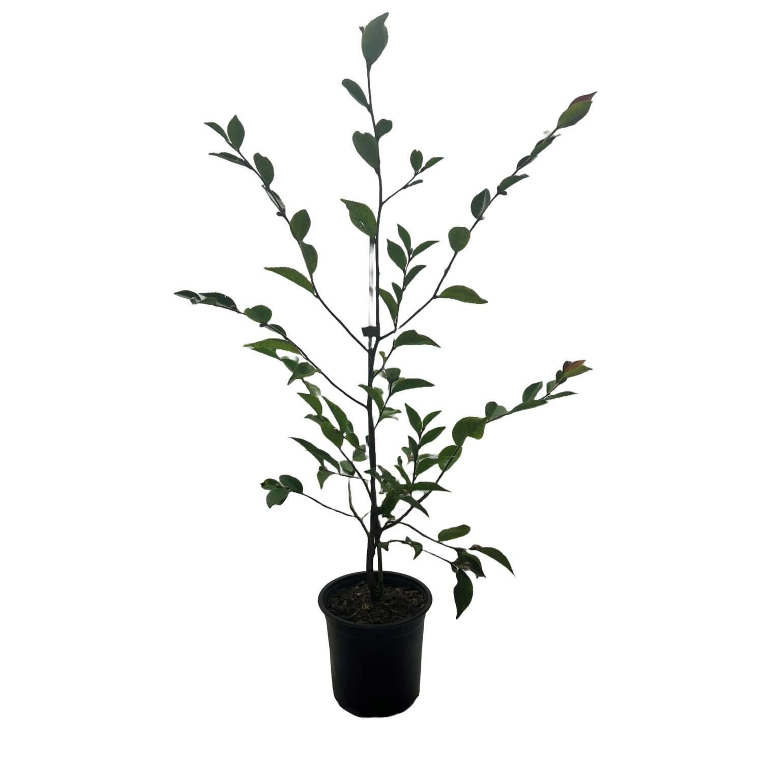 Camellia Sugar and Spice 3.5 litre