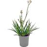 Anigozanthos Bush Gems
