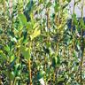 Griselinia Cob