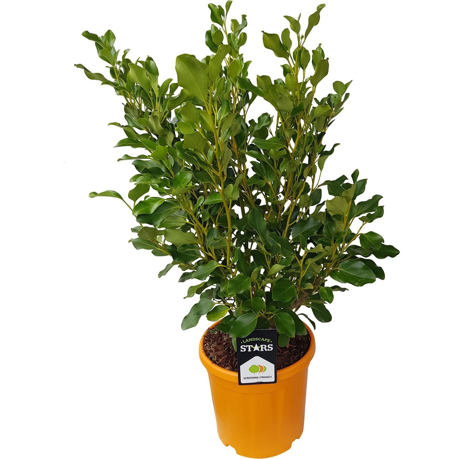 Griselinia Broadway Mint