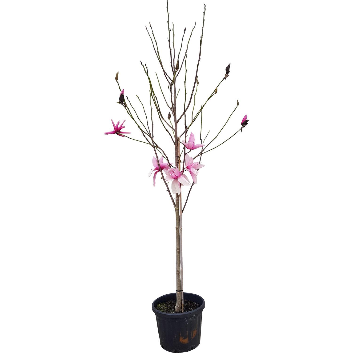 Magnolia Star Wars