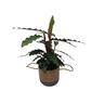 Calathea 'Rufibarba' in Ceramic Pot