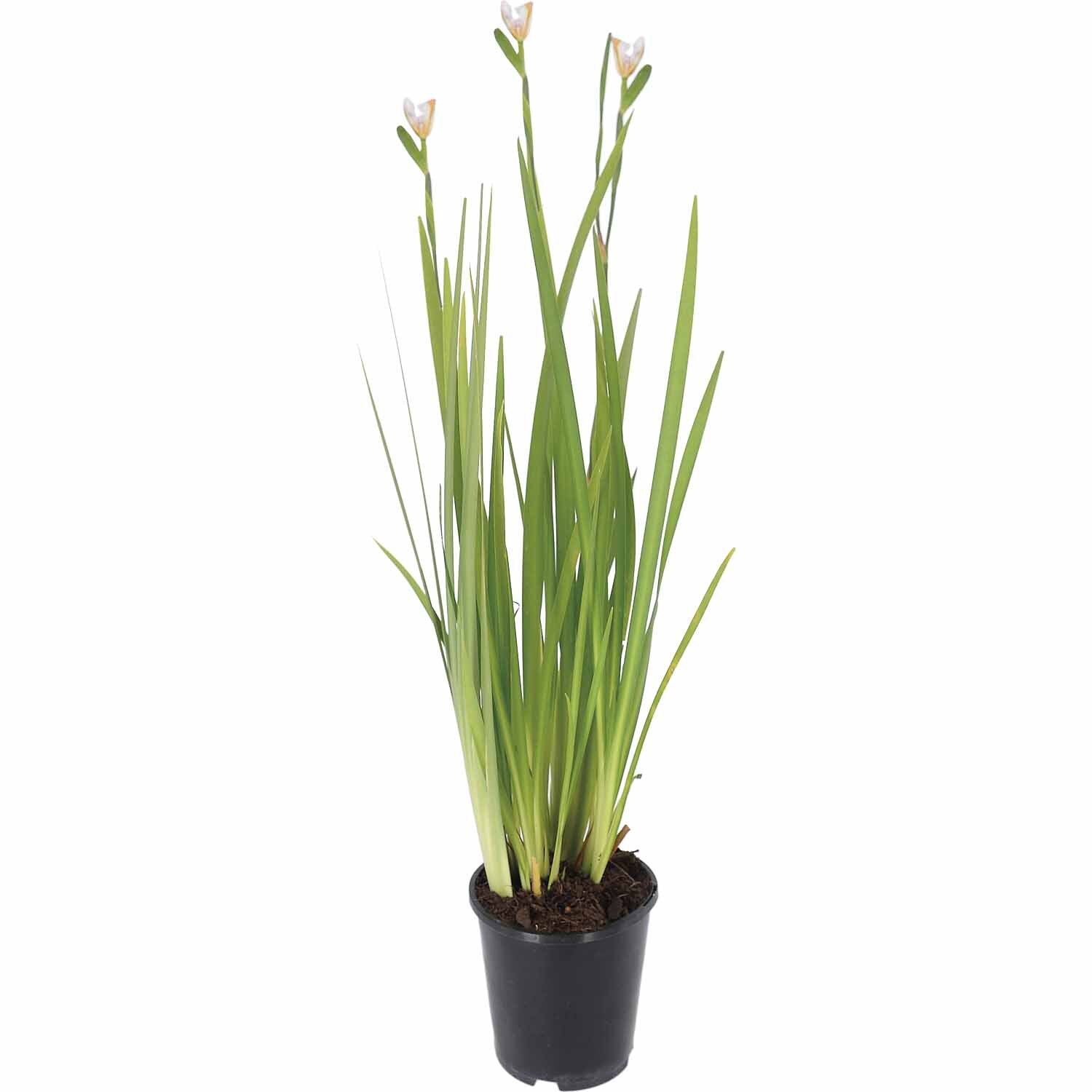 Grass Dietes Grandiflora