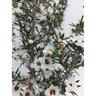 Leptospermum Wiri Linda