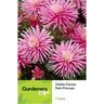 Dahlia Cactus Park Princess 1 Pack