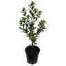 Pittosporum Stephen's Island