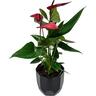 Anthurium Anouk in Geometric Ceramic Pot