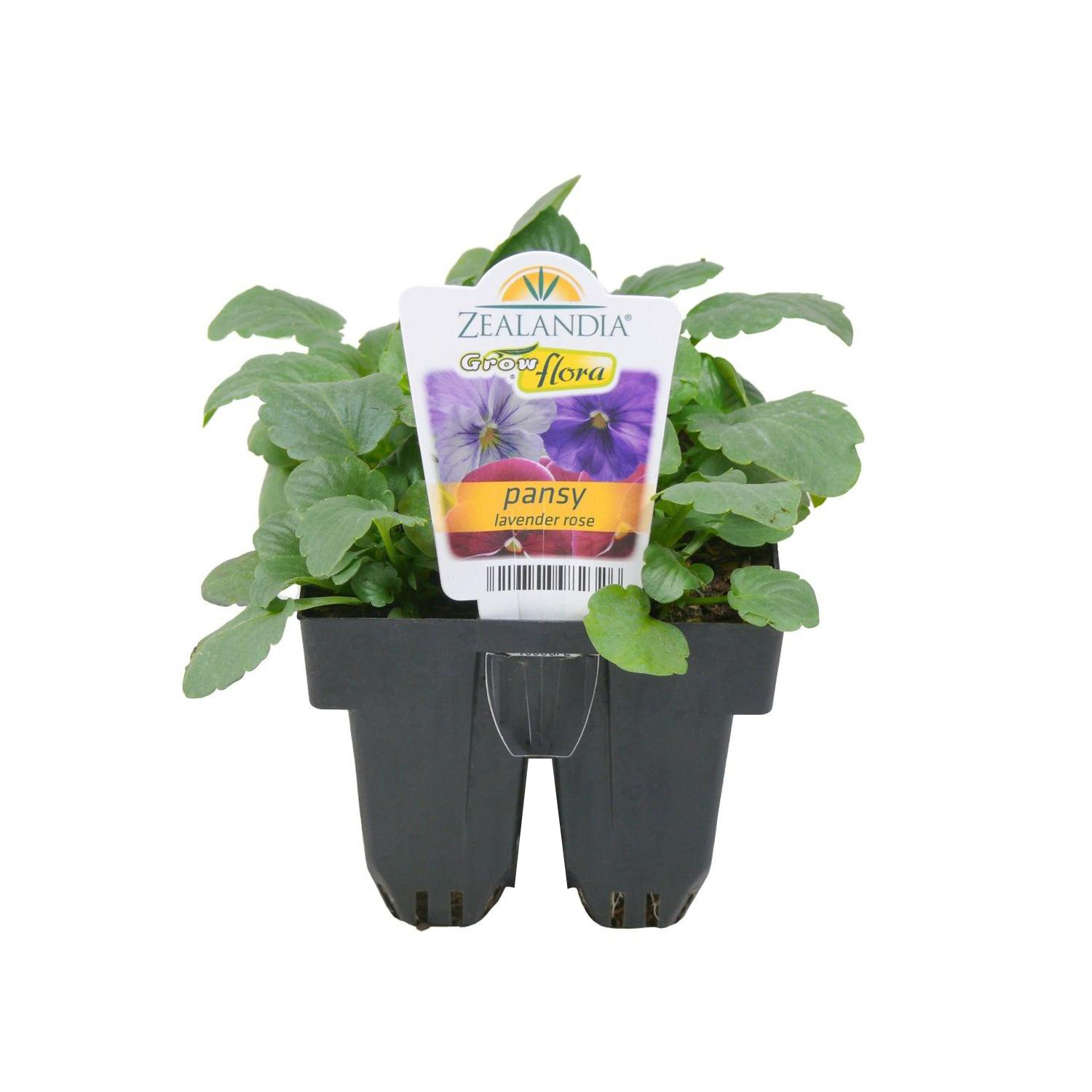 Pansy Delta