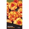 Begonia Picotee 'Harlequin'