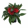 Sweetie Impatiens Range