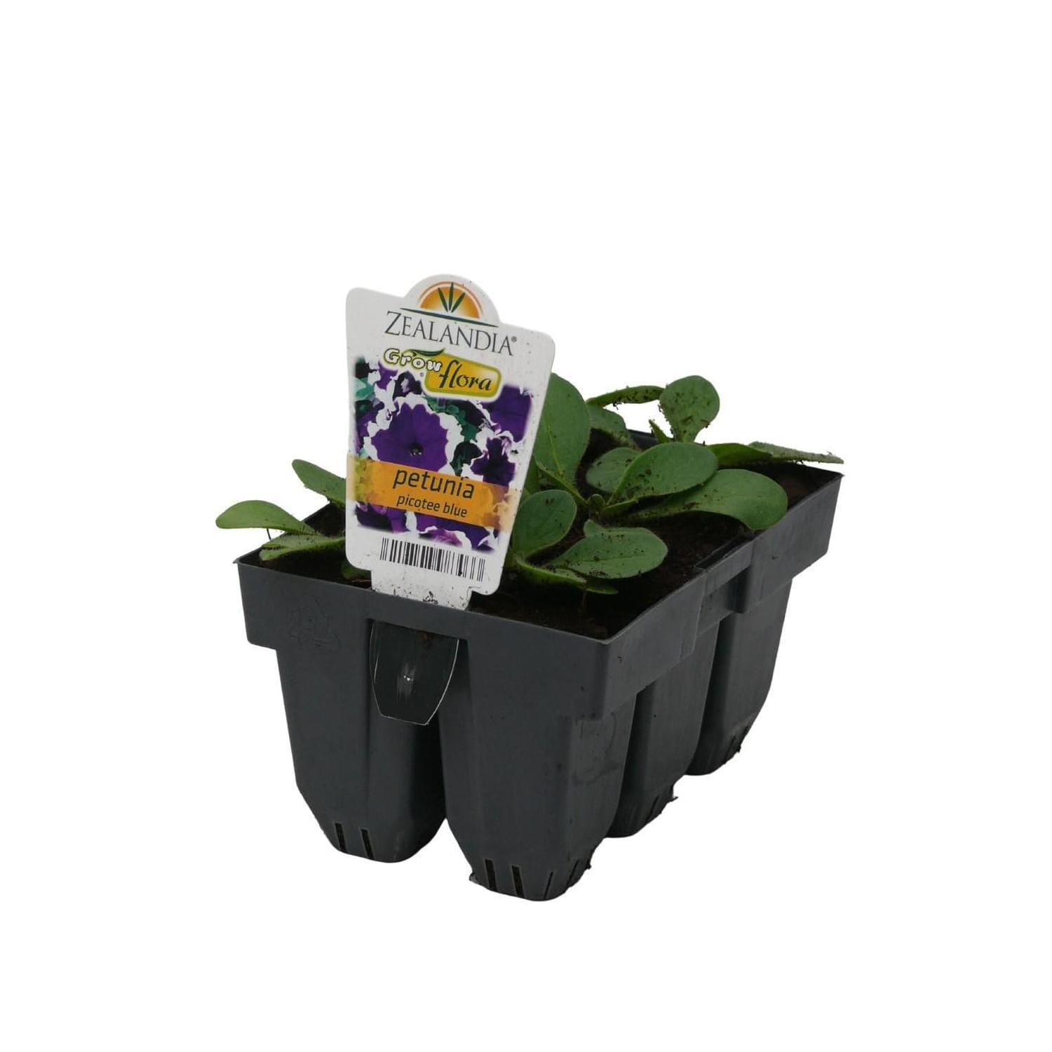 Petunia Picotee