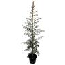 Leptospermum Coppersheen