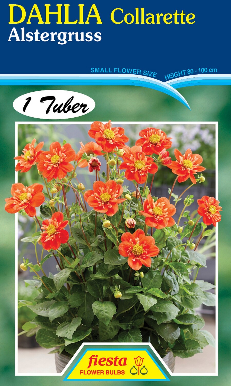 Dahlia Single Alstergruss 1 Pack