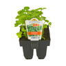 Parsley Italian Pack of 6