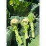Cauliflower iStem 6 Pack