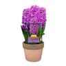 Gift Wrapped Hyacinth