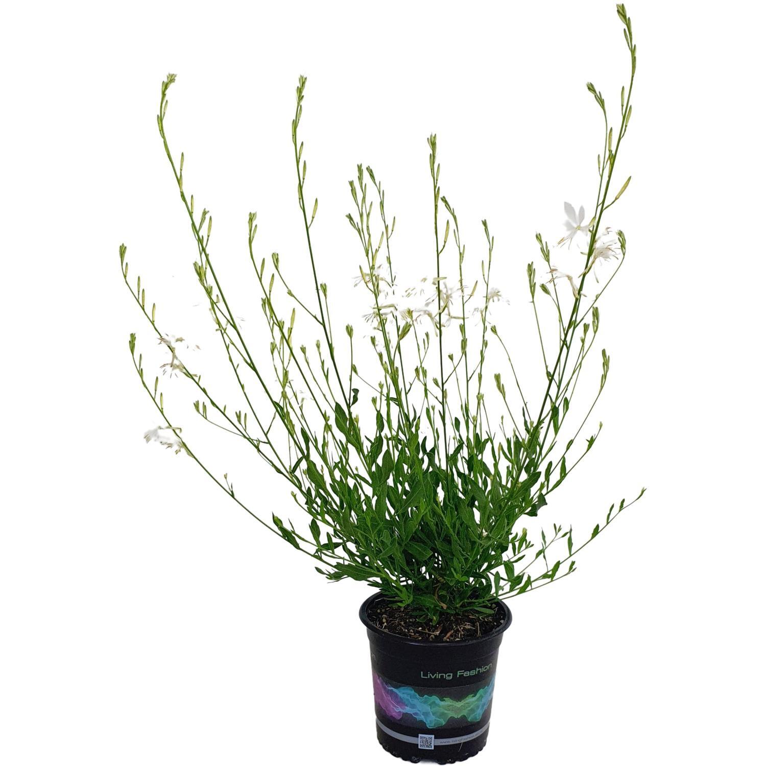 Gaura So White