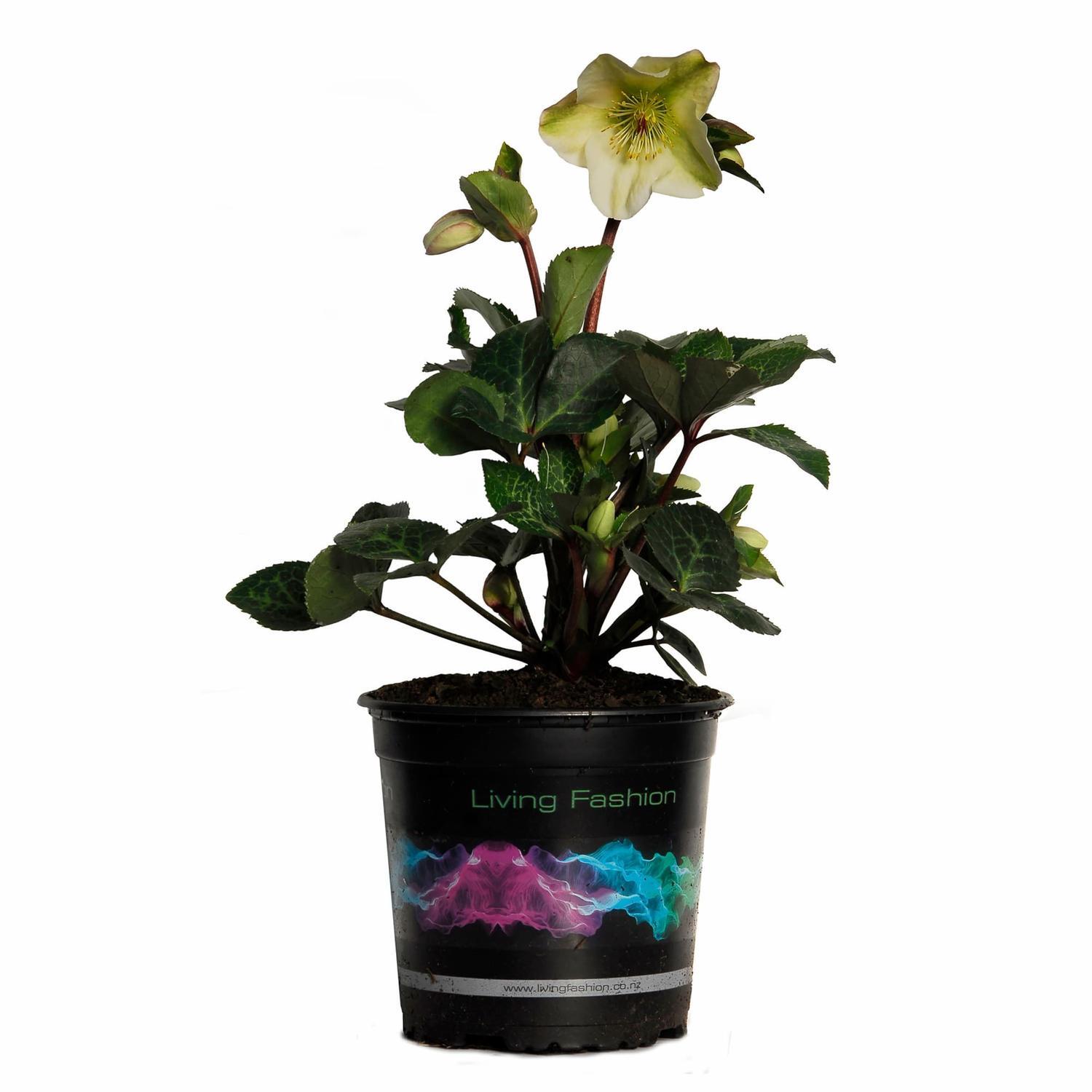 Hellebore Mollys White