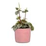 Indoor Solido Cup Pot Pink 15cm 136 x 149 x 149mm