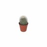 Assorted Cacti Varities