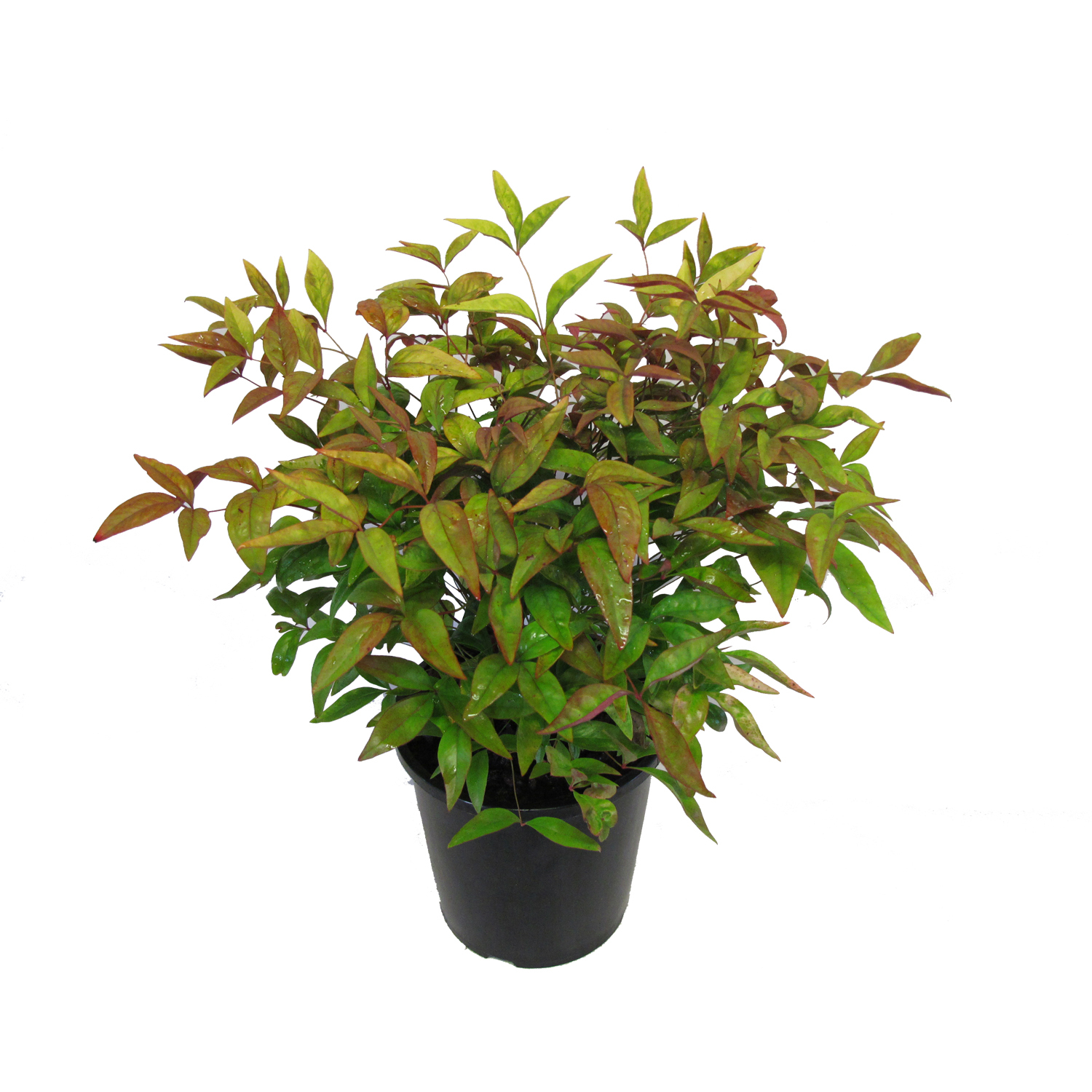 Nandina Blush PVR