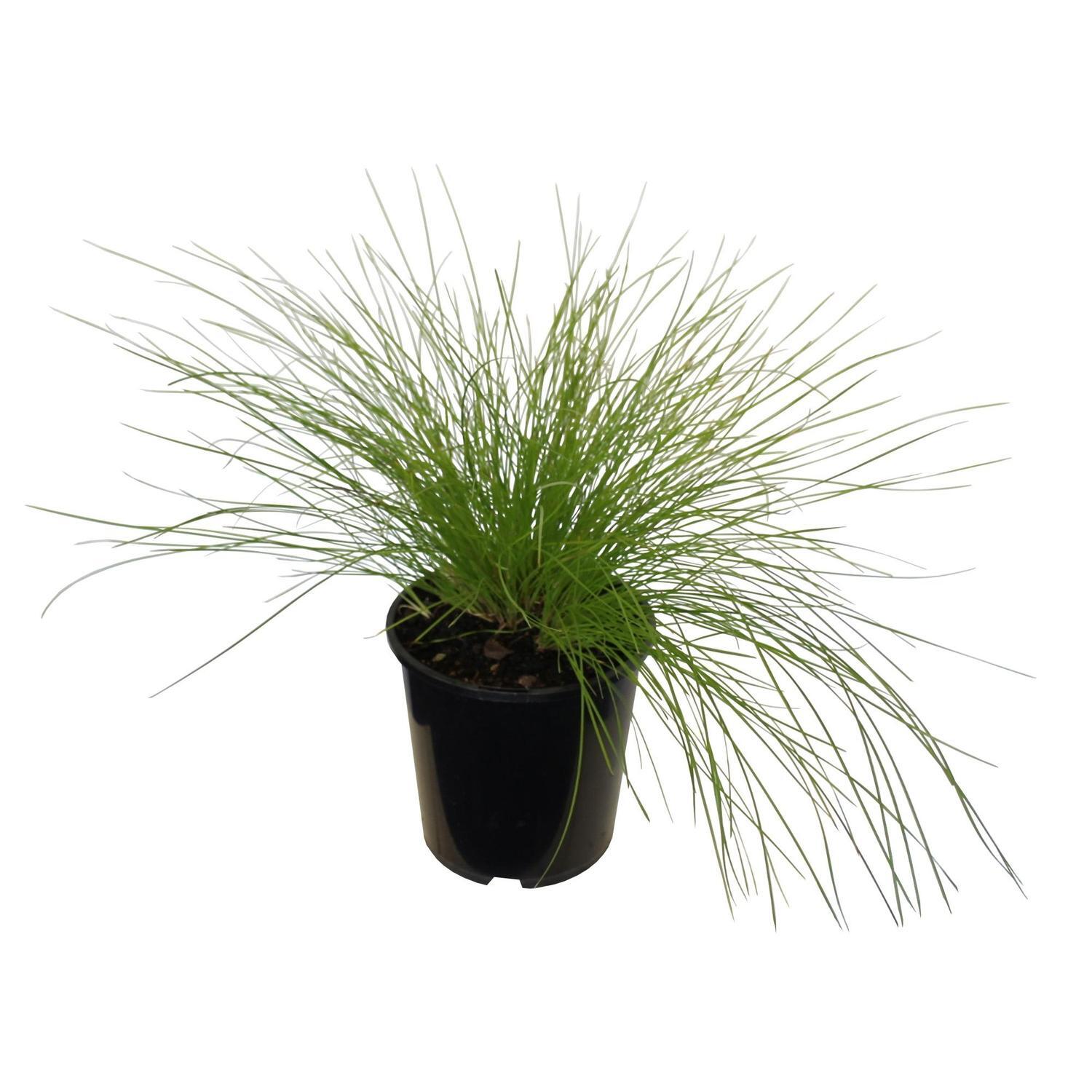 Lomandra Misty Green 2L