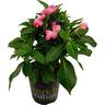 Impatiens Sun Harmony