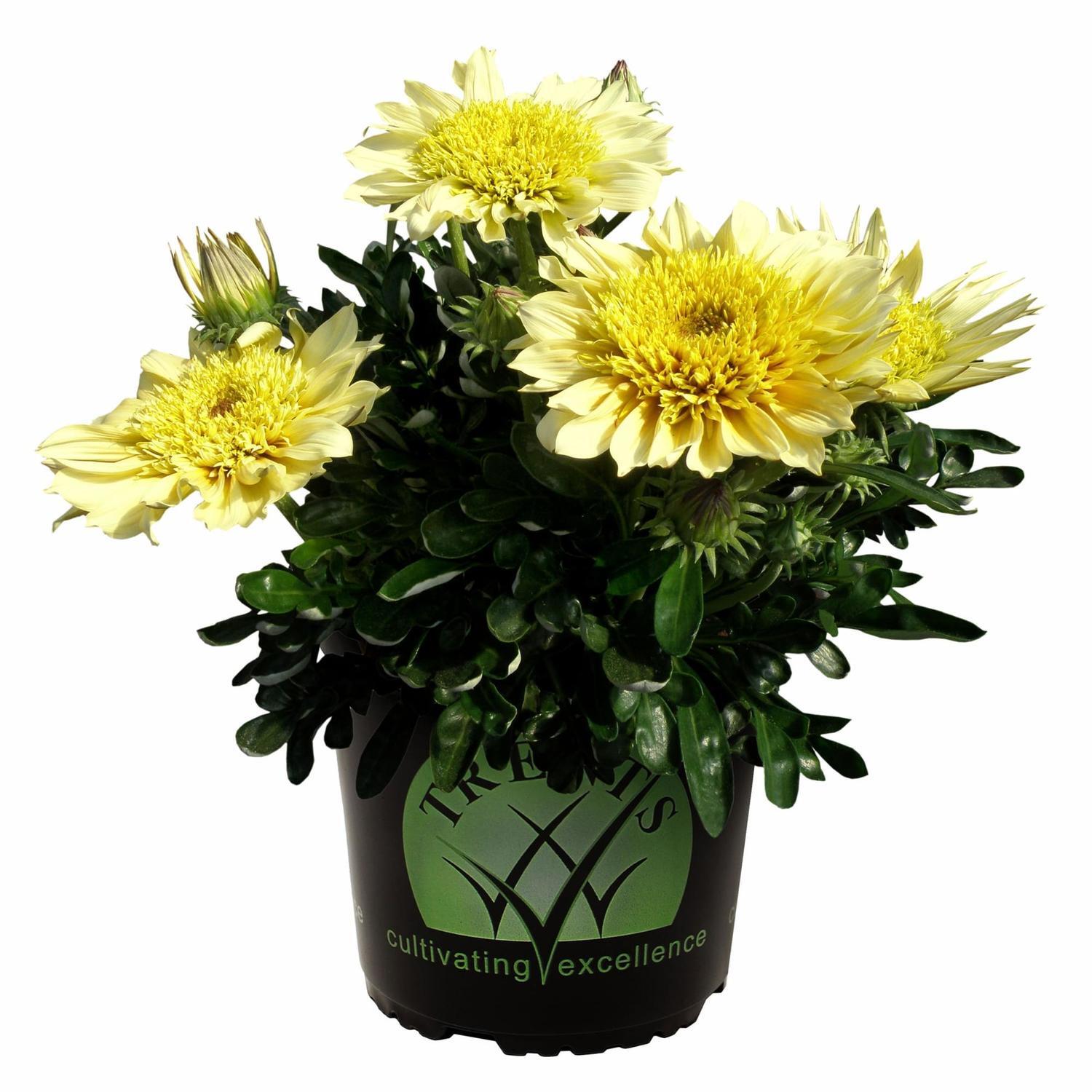 Gazania cremazu